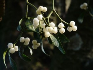 mistletoe-berries-16393_640