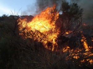 fire-107080_640